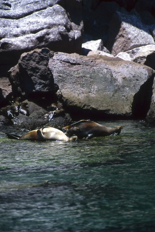 DIVING;Underwater;two;sea lion;on backs;hero;F288 26C